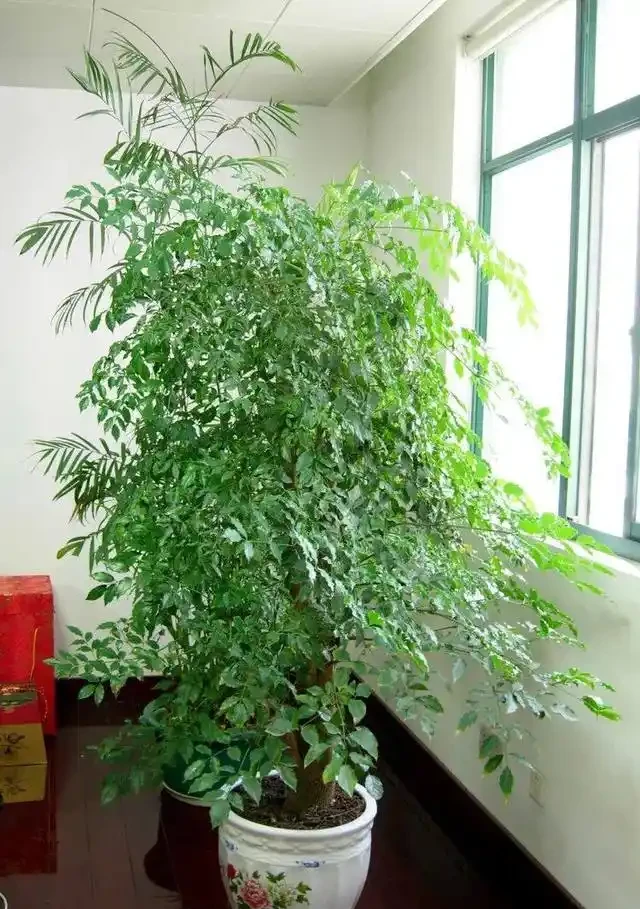 家庭盆栽「幸福樹」的鑑賞與養護管理