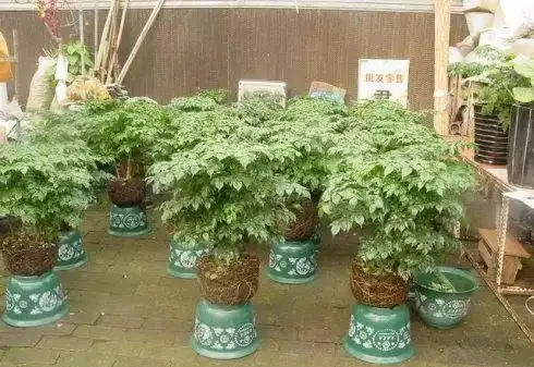 家庭盆栽「幸福樹」的鑑賞與養護管理