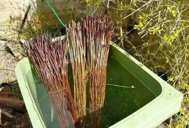 學會6種自制長根水,枝條泡一下插土裡幾天就能長根了
