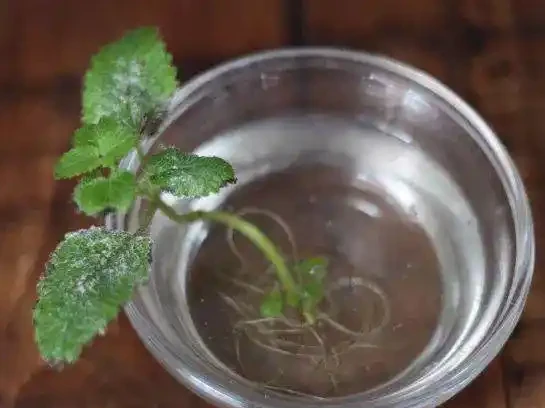 學會6種自制長根水,枝條泡一下插土裡幾天就能長根了