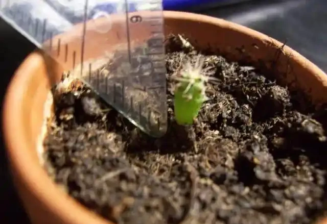 學會6種自制長根水,枝條泡一下插土裡幾天就能長根了