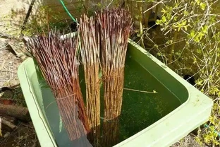 學會6種自制長根水，枝條泡一下插土裡幾天就能長根了