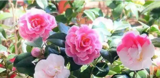 自制盆栽「營養液」,它才是花花草草的救命藥,促長根開花效果好