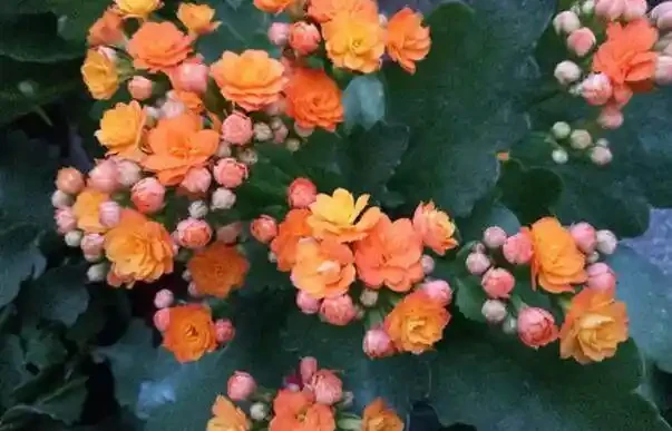 自制盆栽「營養液」,它才是花花草草的救命藥,促長根開花效果好