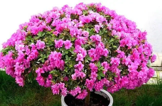 自制盆栽「營養液」,它才是花花草草的救命藥,促長根開花效果好