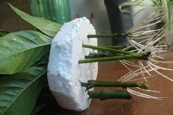自制盆栽「營養液」,它才是花花草草的救命藥,促長根開花效果好