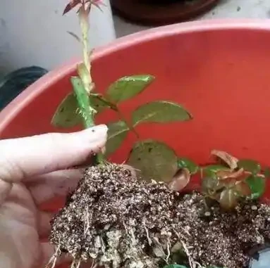 自制盆栽「營養液」,它才是花花草草的救命藥,促長根開花效果好
