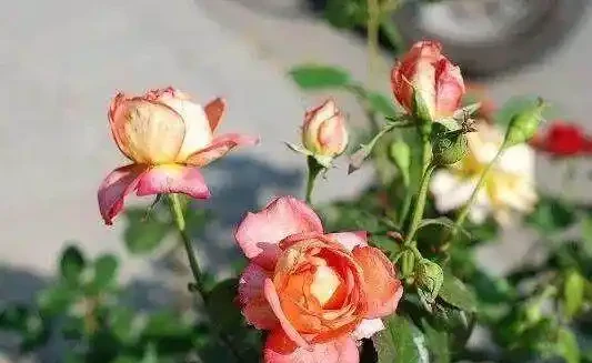 自制盆栽「營養液」,它才是花花草草的救命藥,促長根開花效果好