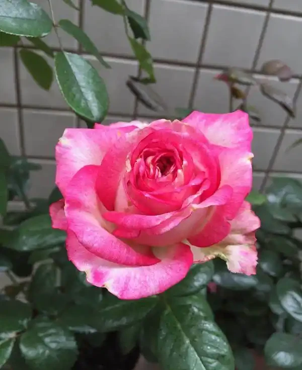 盆栽玫瑰花