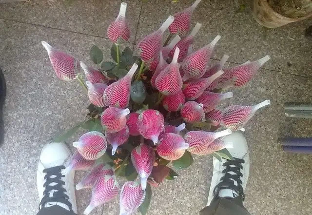 玫瑰花