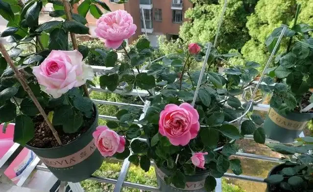 四季花開