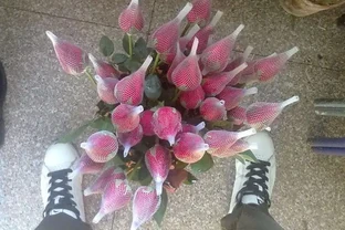 此盆栽玫瑰花，漂亮又好養，家裡養一株，四季有花賞，不用再買了