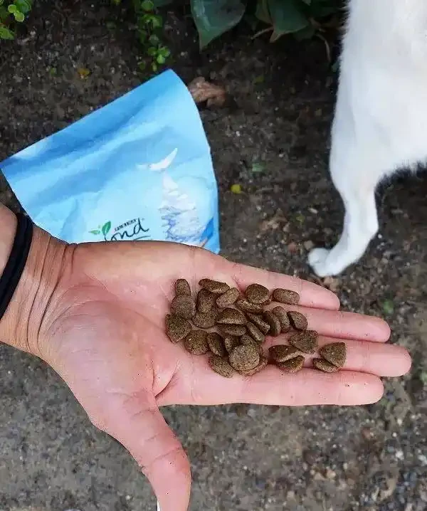 養玫瑰用自制的10種肥料，可以讓病蟲遠離，還能省下不少錢