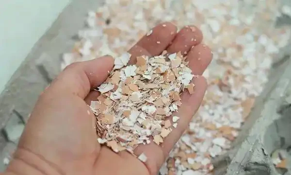 養玫瑰用自制的10種肥料，可以讓病蟲遠離，還能省下不少錢