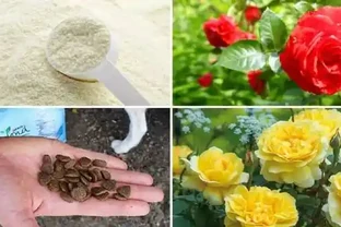 養玫瑰用自制的10種肥料，可以讓病蟲遠離，還能省下不少錢