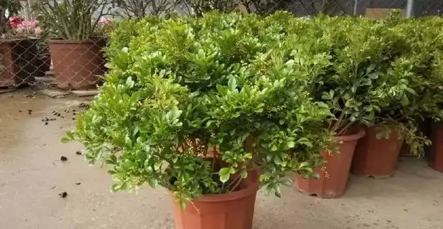 淘米水不要亂用,否則花怎麼死的都不知道
