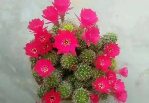 淘米水不要亂用,否則花怎麼死的都不知道