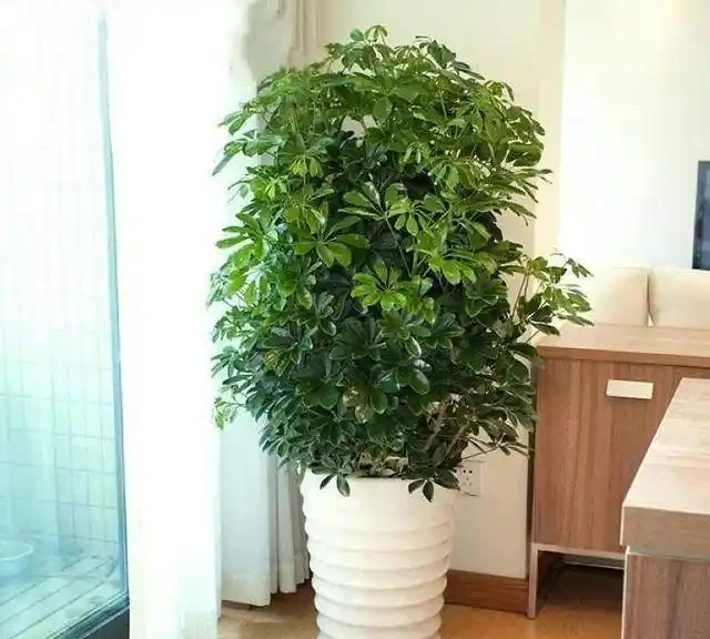 鵝掌藤