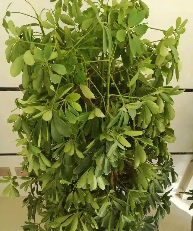鵝掌藤葉片下垂
