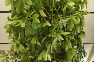 鵝掌藤掉葉子，發蔫，這是怎麼回事？