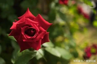 玫瑰花插枝分三步，學會了，一年一顆變多顆，立馬變成玫瑰花大戶