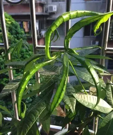 發財樹燙了個「波浪卷」,離死不遠了!