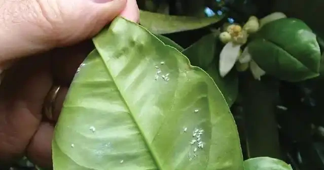 花葉上白色的粉末,仔細看才發現是害蟲