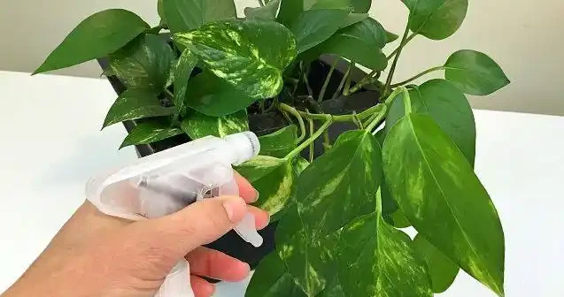 花葉上白色的粉末,仔細看才發現是害蟲
