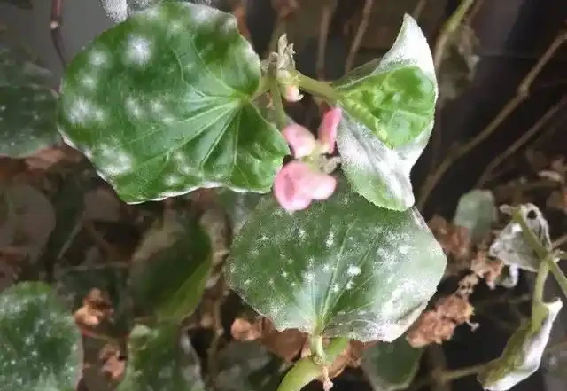 花葉上白色的粉末,仔細看才發現是害蟲