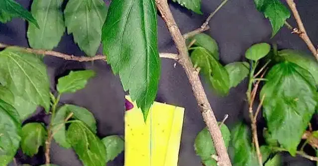 花葉上白色的粉末,仔細看才發現是害蟲