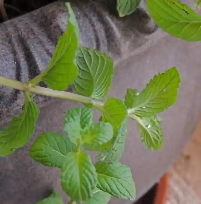 花葉上白色的粉末,仔細看才發現是害蟲