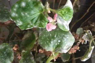 花葉上白色的粉末，仔細看才發現是害蟲