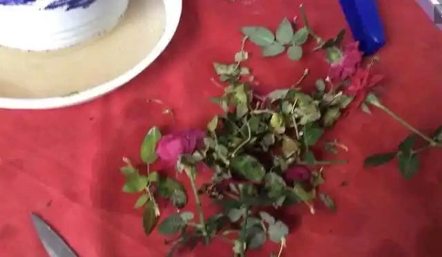 迷你玫瑰都是嬌生慣養的孩子,這麼做,花苞快快躥出來,開花超多