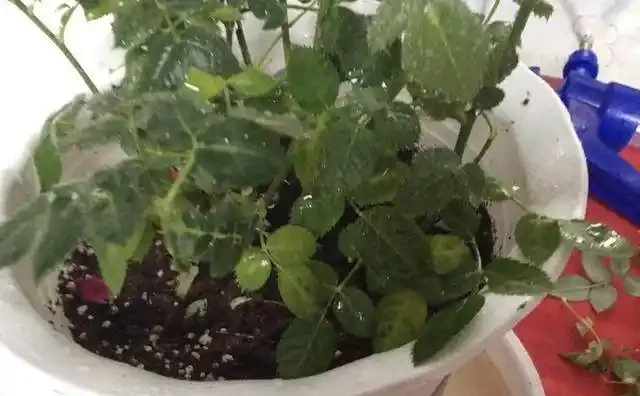 迷你玫瑰都是嬌生慣養的孩子,這麼做,花苞快快躥出來,開花超多