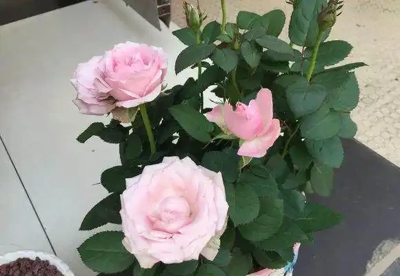 迷你玫瑰都是嬌生慣養的孩子,這麼做,花苞快快躥出來,開花超多
