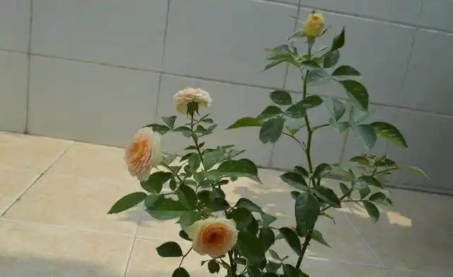 迷你玫瑰都是嬌生慣養的孩子,這麼做,花苞快快躥出來,開花超多