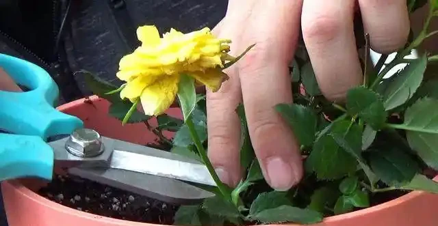 迷你玫瑰都是嬌生慣養的孩子,這麼做,花苞快快躥出來,開花超多