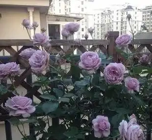 迷你玫瑰都是嬌生慣養的孩子,這麼做,花苞快快躥出來,開花超多