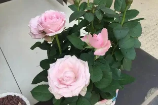 迷你玫瑰都是嬌生慣養的孩子，這麼做，花苞快快躥出來，開花超多