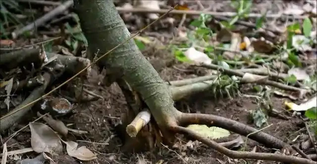 盆景技法：如何快速增粗樹幹——破幹增粗法