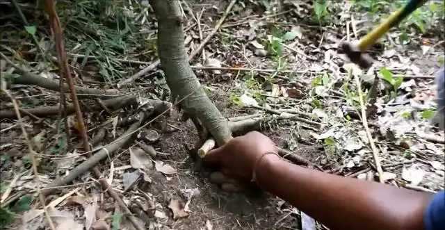 盆景技法：如何快速增粗樹幹——破幹增粗法