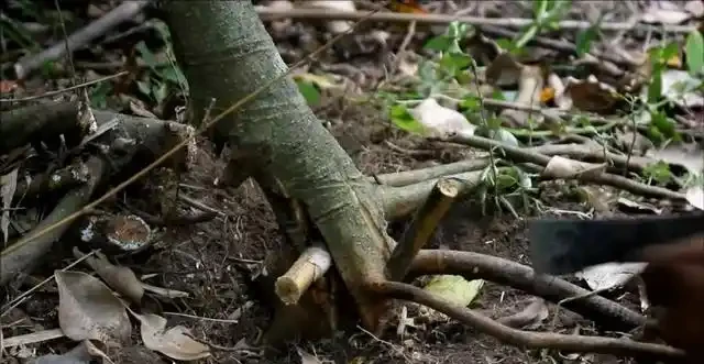 盆景技法：如何快速增粗樹幹——破幹增粗法