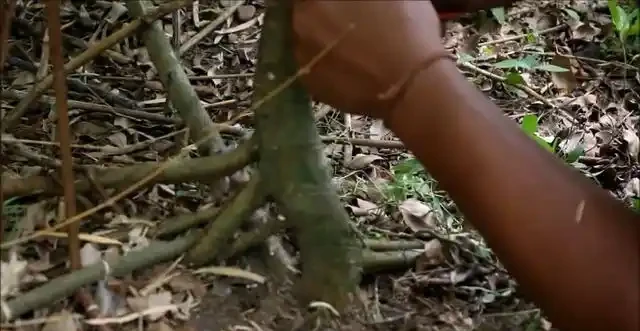 盆景技法：如何快速增粗樹幹——破幹增粗法