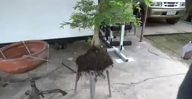 盆景技法：如何快速增粗樹幹——破幹增粗法