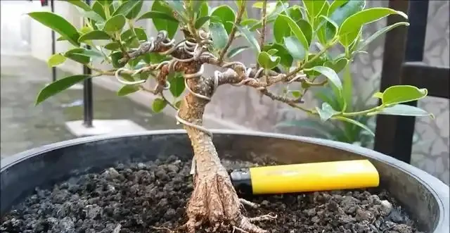盆景技法：如何快速增粗樹幹——破幹增粗法