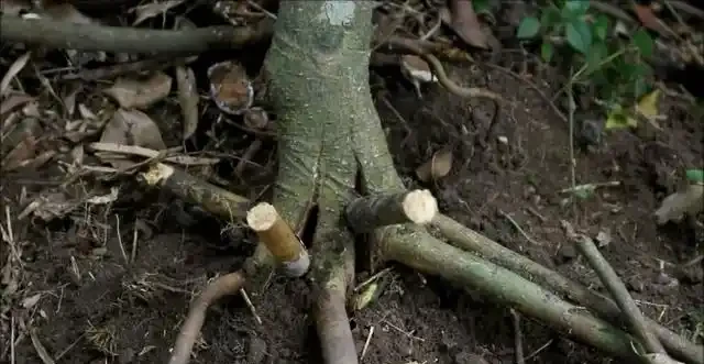盆景技法：如何快速增粗樹幹——破幹增粗法