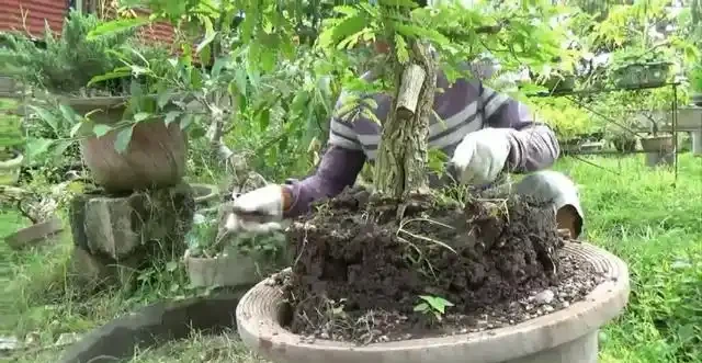 盆景技法：如何快速增粗樹幹——破幹增粗法