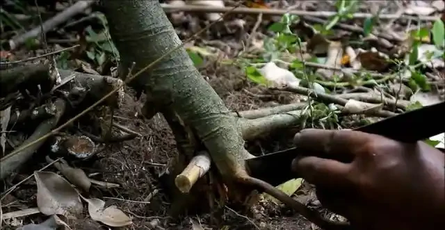 盆景技法：如何快速增粗樹幹——破幹增粗法