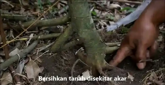 盆景技法：如何快速增粗樹幹——破幹增粗法