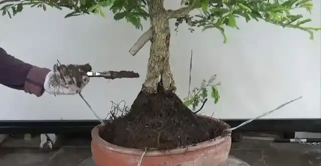 盆景技法：如何快速增粗樹幹——破幹增粗法